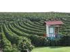 Field of coffee at the Doka Estate Coffee Plantation in Costa Rica