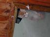 A kitten looking down through a hole in the natural lighting panel above our bed in the Lagunilla Lodge Restaurante Tipico. Don't ask me how it got up there.