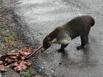 White Nosed Coatimundi walking along the side of the road going up the north side of The Laguna de Arenal