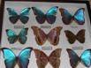 Florescent butterflies and moths displayed at Selvature Park, Santa Elena, Costa Rica