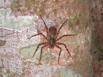 Spider on a tree during the Twilight Walk at the Monteverde Ecological Farm, outside of Santa Elena