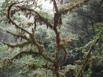 View from one of the suspension bridges along the Tree Top Walk Ways Trail through the cloud forest at Selvature Park, Santa Elena, Costa Rica