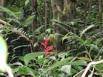 Jungle vegetation along one of the trails at the Monteverde Cloud Forest Reserve, Costa Rica