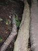 Column of ants marching along a log next to a trail leading down the slope from our hotel at Santa Elena, Costa Rica