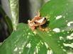 Hyla Ebraccata - Hourglass Tree Frog