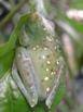 Green camouflaged frog sleep on a leaf at the Monteverde Frog Pond