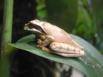 Masked Treefrog - Smilisca phaeota