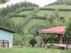 Costa Rican cattle on hillside with thick vegetation used as fencing