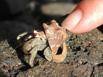 Hermit crab posing for a picture with the help of Suzy's finger, at Playa Hermosa