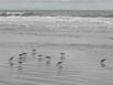 Birds feeding on the beach at Playa Sámara, Costa Rica