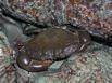 Crab hiding among the rocks along the coast at Playa Sámara, Costa Rica