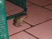 A toad chasing a cricket across the floor at the Hotel Villas Playa Smara Restaurante