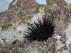 A Sea Urchin nestled in the rocks on the far south corner of Playa Smara, taken at low tide