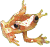 Upper left corner frog graphic