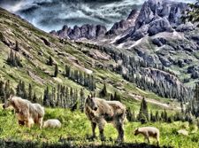 Image of Mountain Goats in the San Juan Mountains’ Chicago Basin, between Durango & Silverton, Colorado