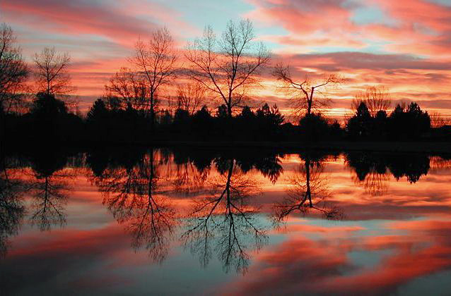 A beautiful sunrise reflection of late-fall leafless trees, at a pond in Fort collins, colorado