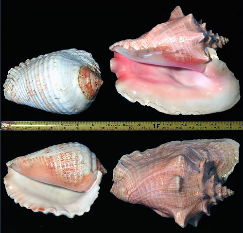 Sea shell display photo - Giant Eastern Pacific/Galeate Conch & Queen/Pink Conch