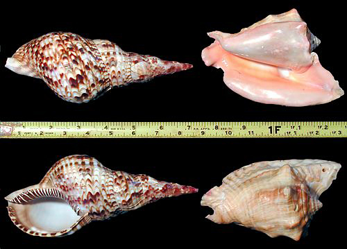 Sea shell display photo - Triton's Trumpet & Peruvian Conch