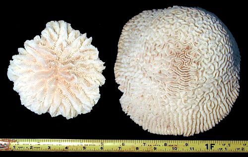 Sea shell display photo - two coral specimens