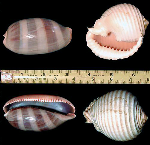 Sea shell display photo - Orange-Banded Cowry & (Great) Grinning Tun