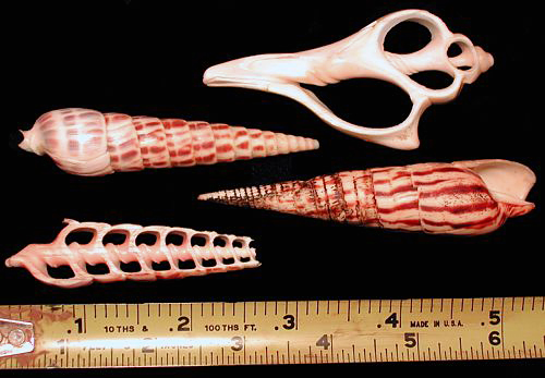 Sea shell display photo - Robust Auger (upper left) & Zebra Auger (lower right) & shell cuts (lower left & upper right)