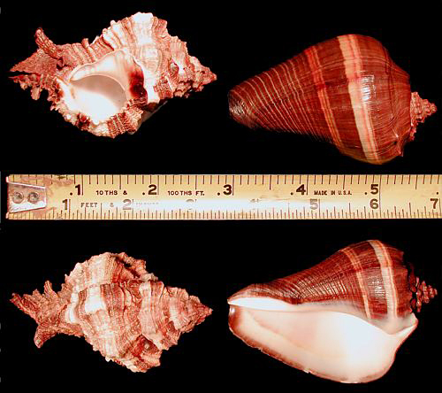 Sea shell display photo - Apple Murex & Pacific Crown Conch