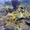 School of fish - taken while snorkling around the Three Sisters Islands