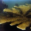 Large Elkhorn Coral at the Three Sisters Islands, east of Portobelo, Panama