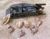 Snorkle gear (fins, mask, & snorkle) displayed on the beach, along with the sea shells found